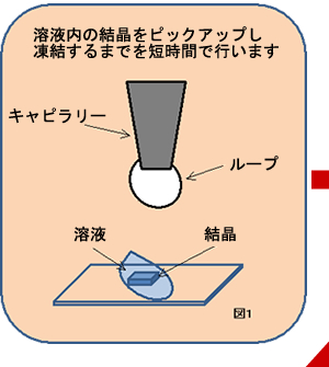 溶液内の結晶をピックアップし凍結するまでを短時間で行います